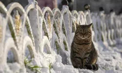 Araştırma: Evcil hayvan ölümü sonrası yas, bir aile üyesinin kaybı kadar güçlü olabiliyor
