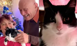 İspanya’da kaybolan kedi, 250 kilometre yürüyerek Fransa’daki evine döndü