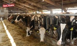 Hayvancıların eylemine vatandaştan tepki: "Doymuyorsunuz"