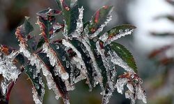 Bugün ve yarın sabah saatlerinde don olayı yaşanacak