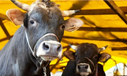 Büyükbaş hayvan düşük tazminatları ödendi