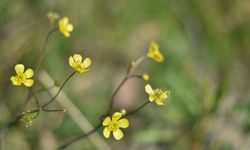 Cemre düşüyor, bahar yaklaşıyor
