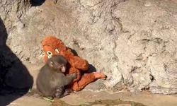 Son görüntüsü tüm dünyayı üzdü! Yavru maymun Punch için 250 bin dolarlık teklif geldi