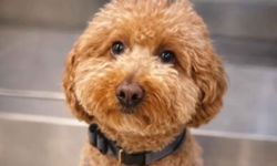 Uçağa binebilmek için, köpeğini havaalanında terk etti