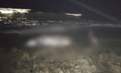 Tatlısu’da 5 metre uzunluğundaki erkek gagalı balina karaya vurdu