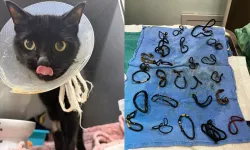 Evde kaybolan tokalar kedinin midesinde bulundu: 26 parça ameliyatla alındı