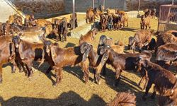 Veteriner Dairesi canlı hayvan satışı yapacak