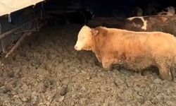 Hayvanları kilo alsınlar diye çamura sapladılar, cezayı yediler