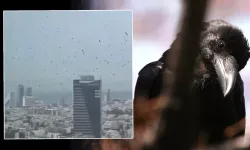 Tel Aviv’de gökyüzünü kargalar kapladı: Uğursuzluk saydılar