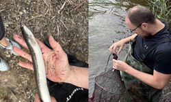 Güney Kıbrıs’ta ilk kez Avrupa yılan balığı “anquilla anquilla” saptandı