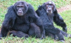 Uganda'da şempanzeler arasında 'iç savaş': 24 ölü