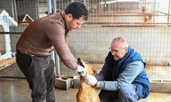 Gönyeli–Alayköy Belediyesi hayvan barınağında 104 canlıya ev sahipliği yapılıyor…