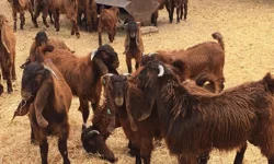 Devlet Üretme Çiftlikleri kasaplık hayvan satışı yapacak: Detaylar paylaşıldı