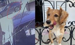 Köpeğe Çarpıp Kaçtı: Masum Can Felç Riskiyle Karşı Karşıya