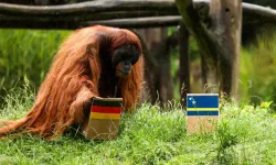 Kahin hayvanlar Dünya Kupası mesaisine başladı... İlk tercihi yaptılar!