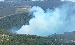 Manisa Soma'da orman yangını