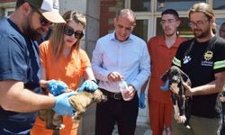 Lefkoşa Barınağı’ndaki sevimli dostların parazit ve aşıları yapıldı