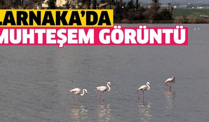 Flamingolar Tuz Gölü'nde