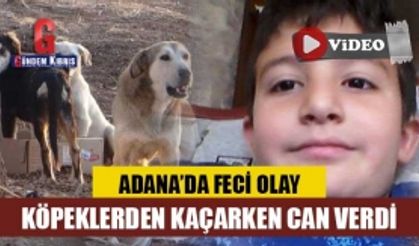 Sokak köpeklerinin saldırdığı çocuk arabanın altında kalarak can verdi