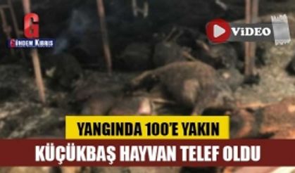 Yangında 100’e yakın küçükbaş hayvan telef oldu