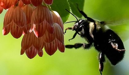 Yaban arıları, koloni ihtiyacına ve mevsim değişikliğine göre beslenme alışkanlıklarını düzenliyor