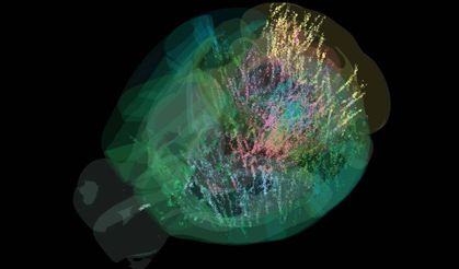 Beyindeki karar verme sürecinin haritası çıkarıldı