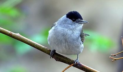 İskele’de Araçtan 360 Pulya ve 72 Cikla Çıktı