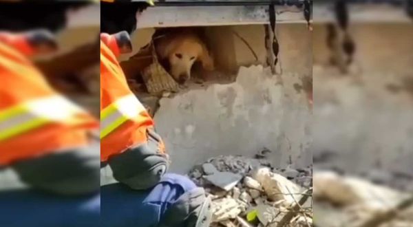 Portekizli ekip duvarı delerek göçük altındaki köpeği böyle kurtardı! “Gel oğlum”
