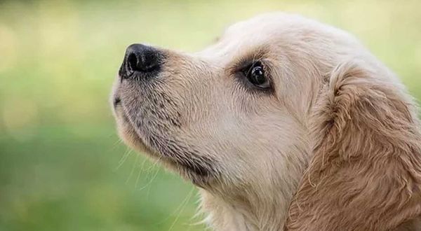 Yer Kıbrıs: Köpeği aracının arkasına bağlayıp yolda sürükledi