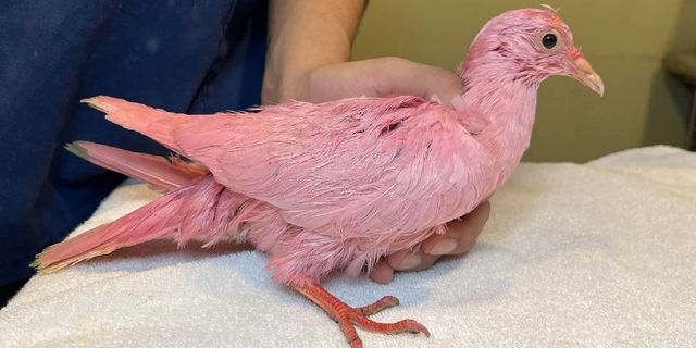 New York'ta pembe güvercin bulundu: Cinsiyet öğrenme partisi için boyanmış olabilir