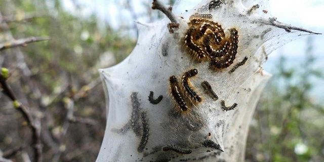 Çam Kese böceği Güney Kıbrıs’ta da etkili oldu