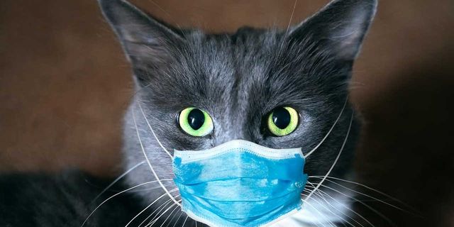 Güney Kıbrıs’ta kedilerdeki koronavirüs hastalığı yüzünden ölümlerde artış yaşanıyor