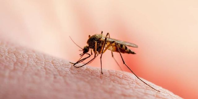 Sağlık Bakanlığı: 2022 yılı içerisinde yabancı uyruklu 3 kişide sıtma tespit edildi