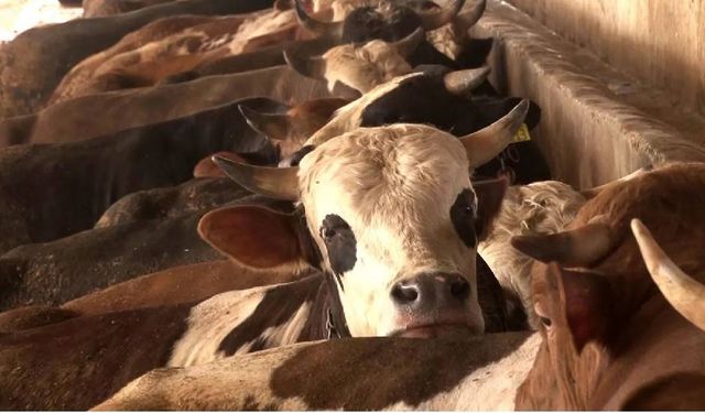 Tarım Bakanlığı uyardı: Bu günlerde üreticiler sık sık Aflatoksinle karşılaşıyor