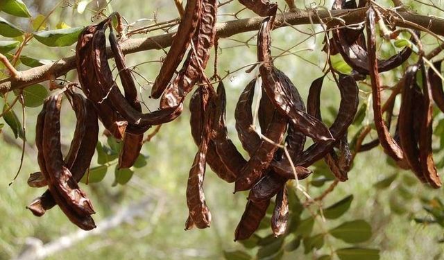 Güzelyurt’ta zeytin ve harup hasadına başlama tarihleri açıklandı