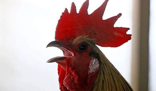 Düğünde horoza zorla içki içiren 5 kişiye para cezası