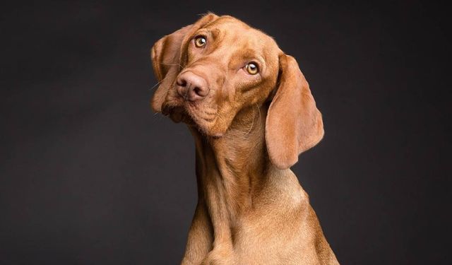 Bostancı’da bir köpek dövüldü!