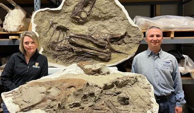 Dinozorun son akşam yemeği: 75 milyon yaşında