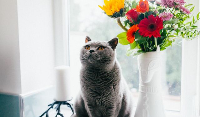Kedilerin esrarengiz yaşamı: Zihin kontrolü ve bıyık yorgunluğu