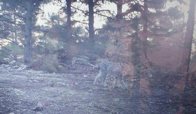 Nesli tükenmekte olan vaşak fotokapanla görüntülendi