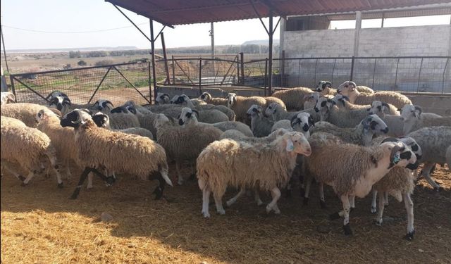 Kasaplık kuzu ve koyunlar canlı ağırlık üzerinden satılacak