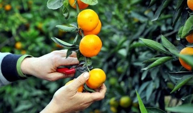 Narenciye Kesim Ekipleri Birliği süresiz greve gittiğini açıkladı