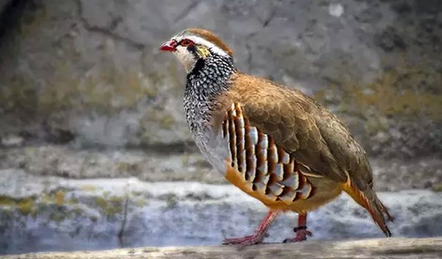 İç parazit görülen av hayvanları tüketilebilir mi? Avcılık Federasyonu'ndan açıklama geldi...