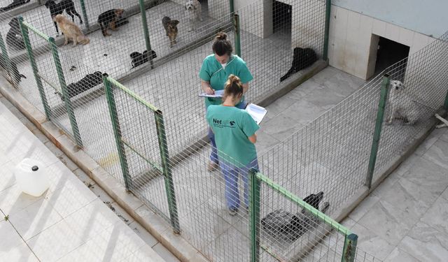 Girne’de 121 köpek kısırlaştırıldı