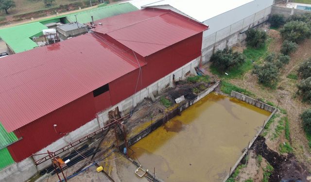 Depodan sızan tonlarca zeytinyağı araziye aktı