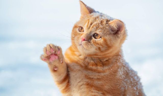 Japonya'da kedi uyarısı: Yaklaşmayın, dokunmayın!