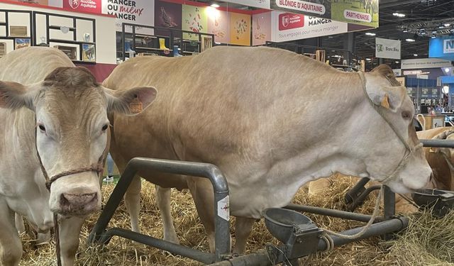 Paris'te geleneksel tarım fuarında 990 kilogramlık inek 17 bin eurodan alıcı buldu