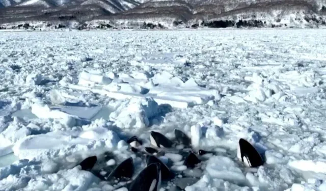 Katil balinalar sürüklenen buzda sıkışıp kaldı