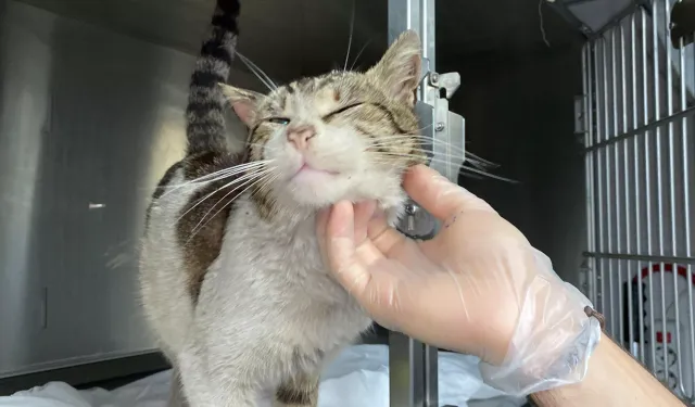 Zonguldak'ta veterinerin kapısına giden sahipsiz kedide tümör tespit edildi
