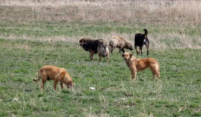 Türkiye'de sahipsiz hayvan düzenlemesi: Sokağa atanın cezası 10 kat artacak